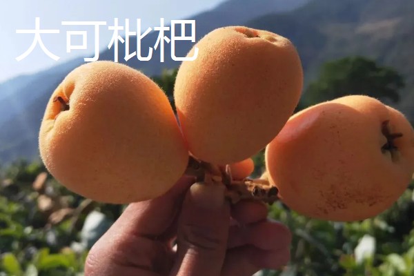 云南省墨江县的特产,墨江咖啡深受消费者喜爱