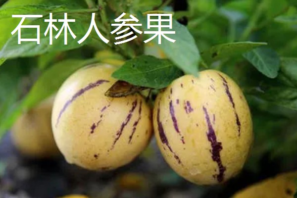 云南省墨江县的特产,墨江咖啡深受消费者喜爱
