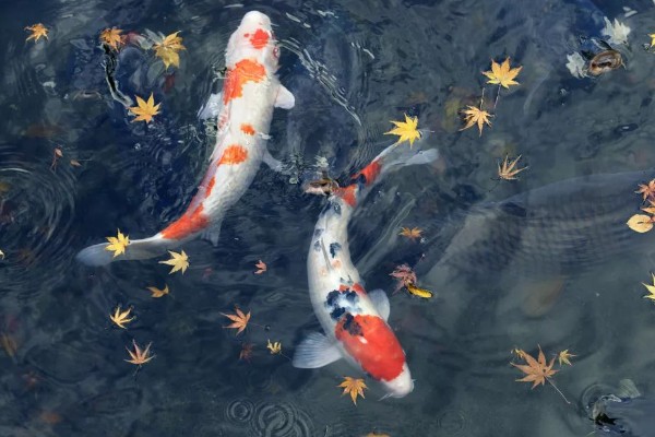 锦鲤是不是鲤鱼，锦鲤是鲤鱼