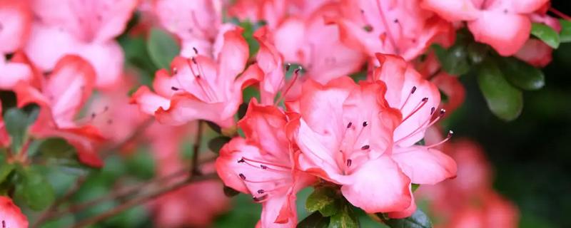 杜鹃花的品种有哪些，可分为春鹃、春夏鹃、夏鹃等
