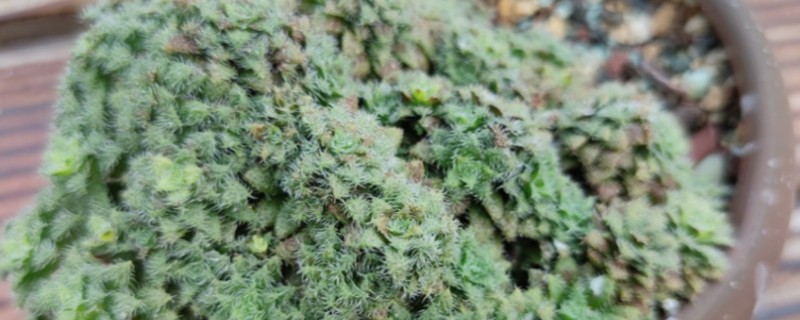 毛海星的繁殖方式，可进行分株繁殖