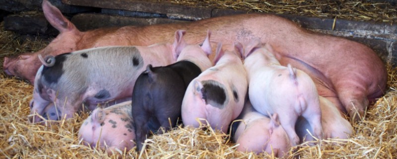 二元猪的简介，是两个不同品种的猪杂交后产下的后代