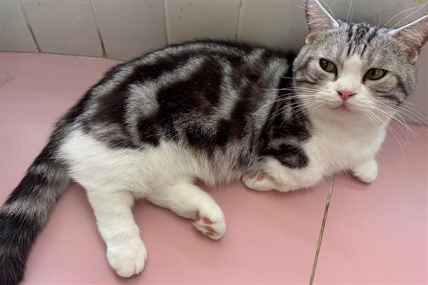 猫狗该驱虫了有哪些表现，表现为频繁的抓挠啃咬体表