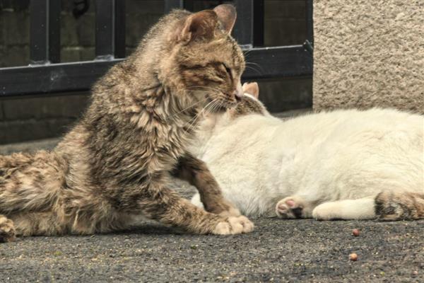 猫狗该驱虫了有哪些表现，表现为频繁的抓挠啃咬体表