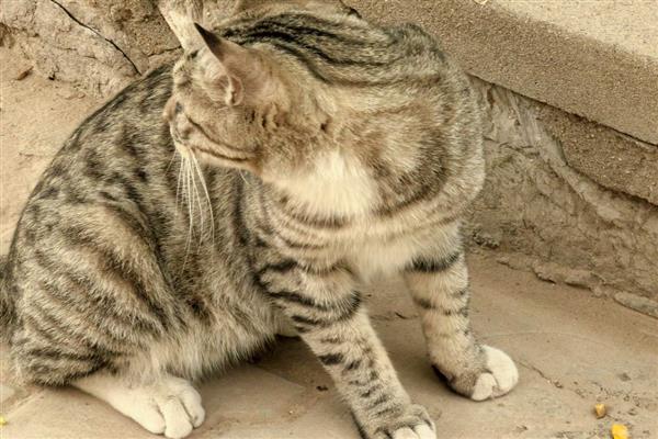 猫狗该驱虫了有哪些表现，表现为频繁的抓挠啃咬体表