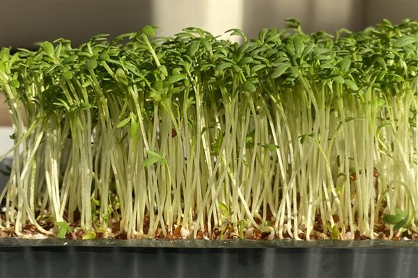 豆芽的种植方法，种植前要放入清水中淘洗一遍