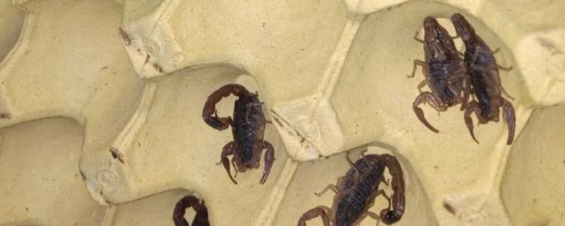 养蝎子要投资多少，饲料成本每斤3元左右