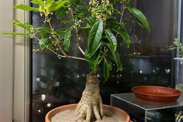怎么养桂花，桂花喜偏酸性的土壤环境