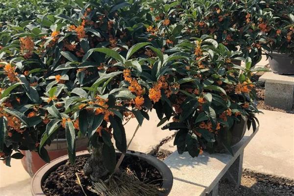 怎么养桂花，桂花喜偏酸性的土壤环境