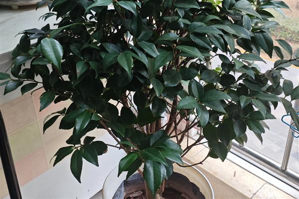 怎么养桂花，桂花喜偏酸性的土壤环境