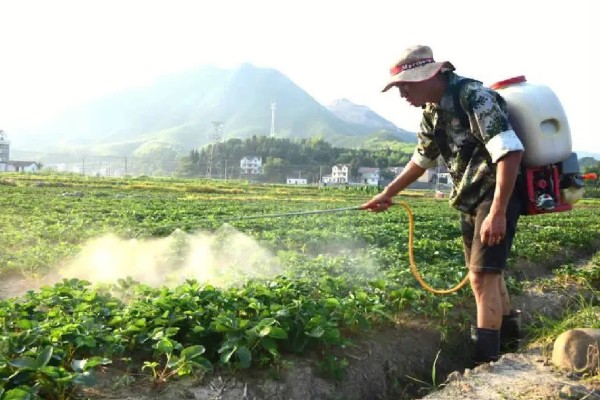 草莓怎么养护,春季萌芽前追施2-3次尿素