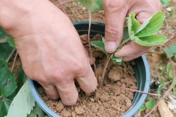 草莓怎么养护,春季萌芽前追施2-3次尿素