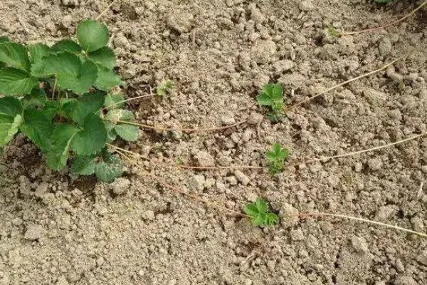 草莓怎么养护,春季萌芽前追施2-3次尿素