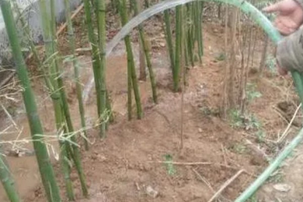 竹子卷叶原因,一般是缺水、过度施肥等因素造成