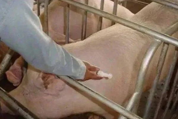 后备母猪配种后能否注射细小病毒疫苗，整个妊娠期尽量不要做任何免疫