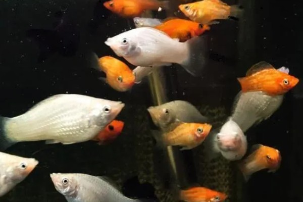 玛丽鱼吃什么,吃植物类和动物类食物