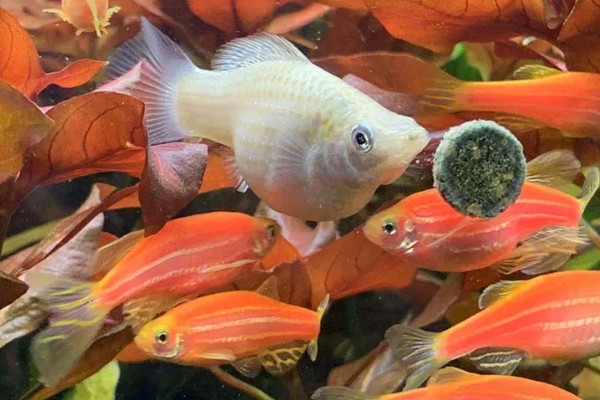 玛丽鱼吃什么,吃植物类和动物类食物