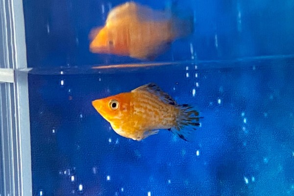 玛丽鱼吃什么,吃植物类和动物类食物