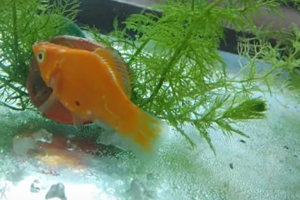 玛丽鱼吃什么,吃植物类和动物类食物