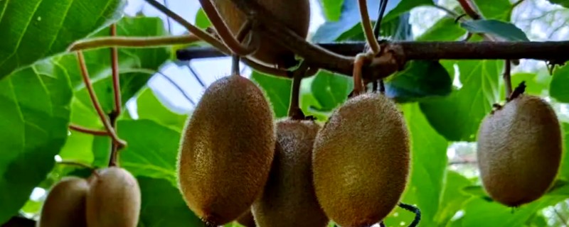 翠香猕猴桃和徐香猕猴桃有什么区别，产地和形态等方面不同