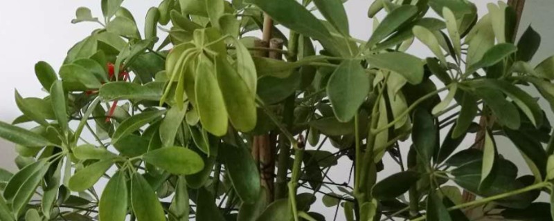 鹅掌藤叶子打蔫的原因，可能是温度过低所致