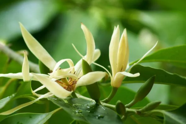 白兰花的花语，寓意纯洁的爱、真挚的爱等