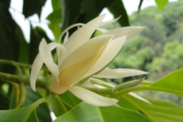 白兰花的花语，寓意纯洁的爱、真挚的爱等