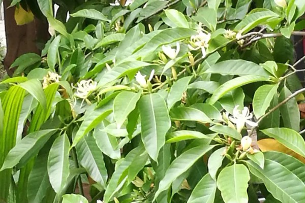 白兰花的花语，寓意纯洁的爱、真挚的爱等
