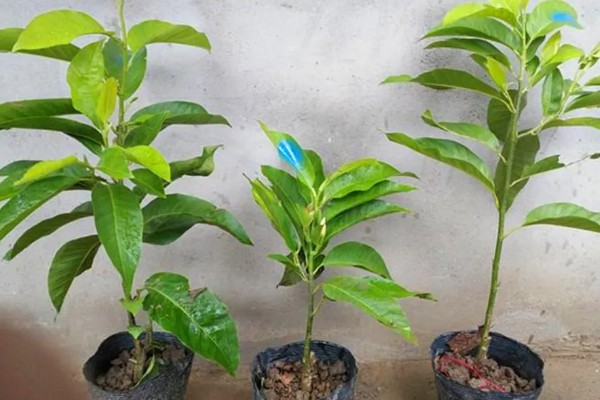 白兰花的花语，寓意纯洁的爱、真挚的爱等