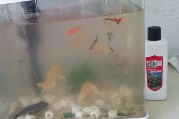 为什么鱼要死了用盐可以救活,是因为盐对鱼儿产生了刺激