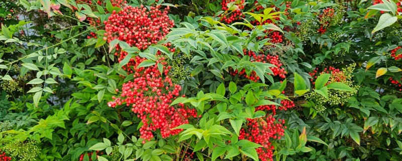 南天竹有没有毒，毒性强且全株有毒