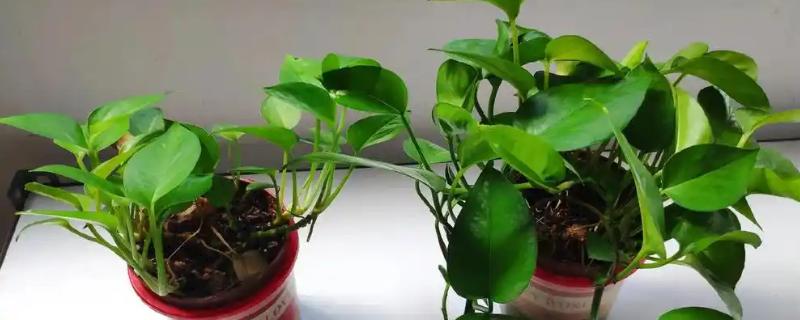 如何水浇绿萝，浇水原则是见干见湿