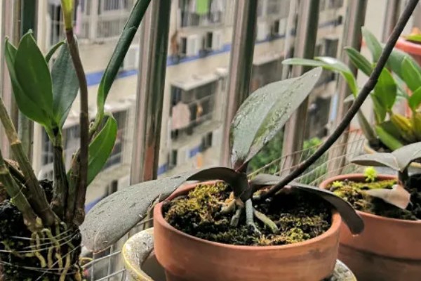 澳洲石斛的养殖方法，生长旺期要及时浇水