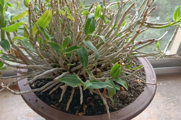 澳洲石斛的养殖方法，生长旺期要及时浇水