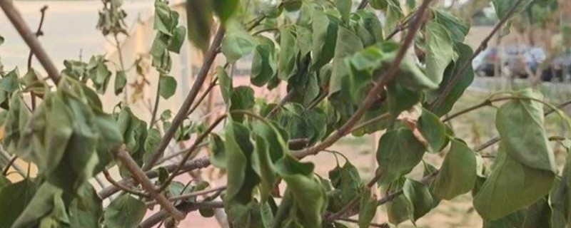 樱花树叶子枯萎干掉的原因，可能是长期处于缺水状态所致