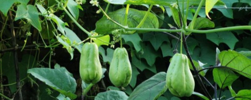 佛手瓜怎么繁殖，主要有以下三种方式