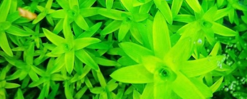 宽叶太阳水草好不好养，养殖难度非常大
