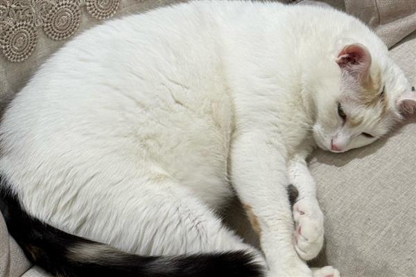 猫咪喉咙发出呼噜声的原因，存在生理性和病理性因素
