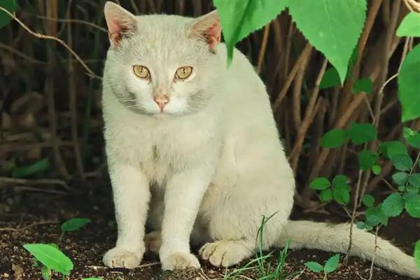 猫咪喉咙发出呼噜声的原因，存在生理性和病理性因素
