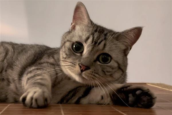 猫咪喉咙发出呼噜声的原因，存在生理性和病理性因素
