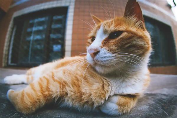 猫咪喉咙发出呼噜声的原因，存在生理性和病理性因素