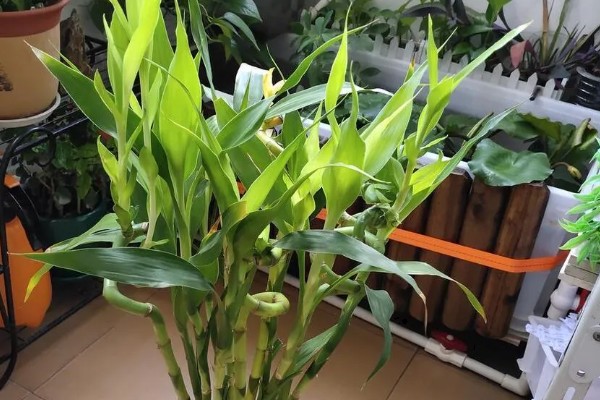 富贵竹生根后的养殖方法，要将植株移到有柔和散光处养护