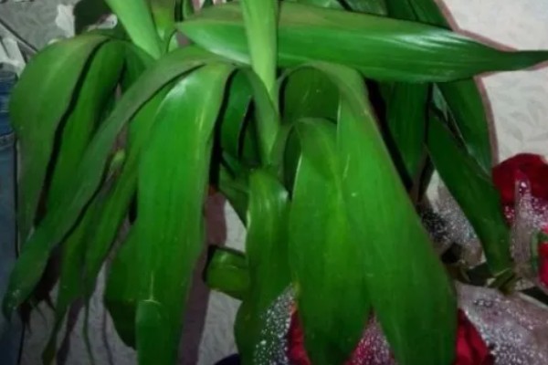 富贵竹生根后的养殖方法，要将植株移到有柔和散光处养护