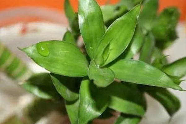 富贵竹生根后的养殖方法，要将植株移到有柔和散光处养护