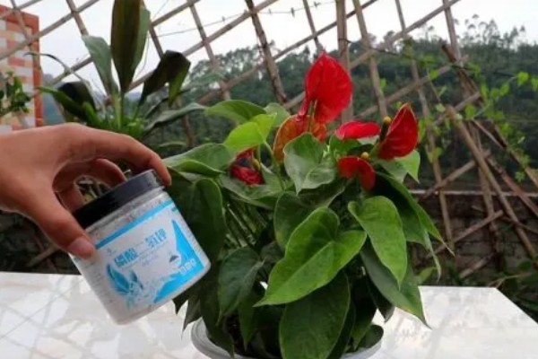 红掌为什么发绿，光照不适、过量追施氮肥都是常见原因