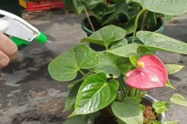 红掌为什么发绿，光照不适、过量追施氮肥都是常见原因