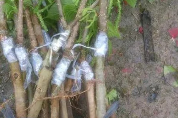 繁殖桑树苗的方法，以播种、嫁接、压条为主