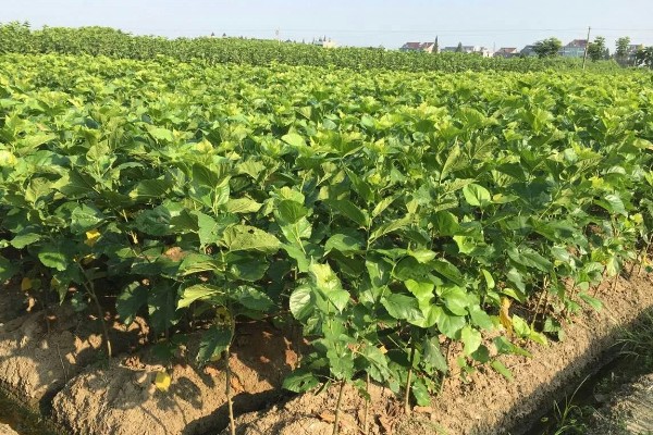 繁殖桑树苗的方法，以播种、嫁接、压条为主