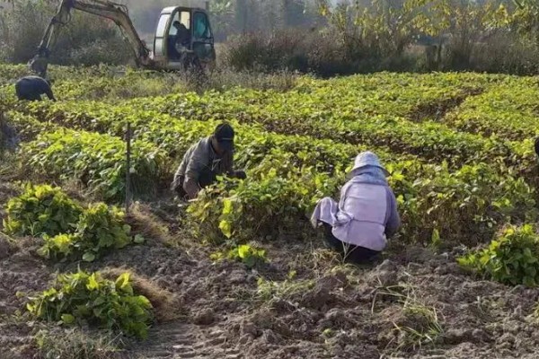 繁殖桑树苗的方法，以播种、嫁接、压条为主