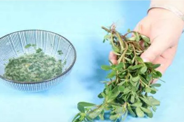 引诱马蜂怎么配制诱蜂水,要将蜂王作为药引